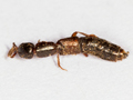 Xantholinus gallicus